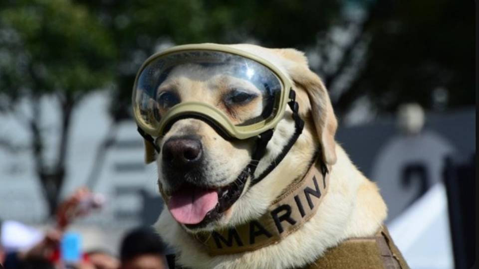 Fallece Frida, perrita rescatista de la Secretaria de Marina