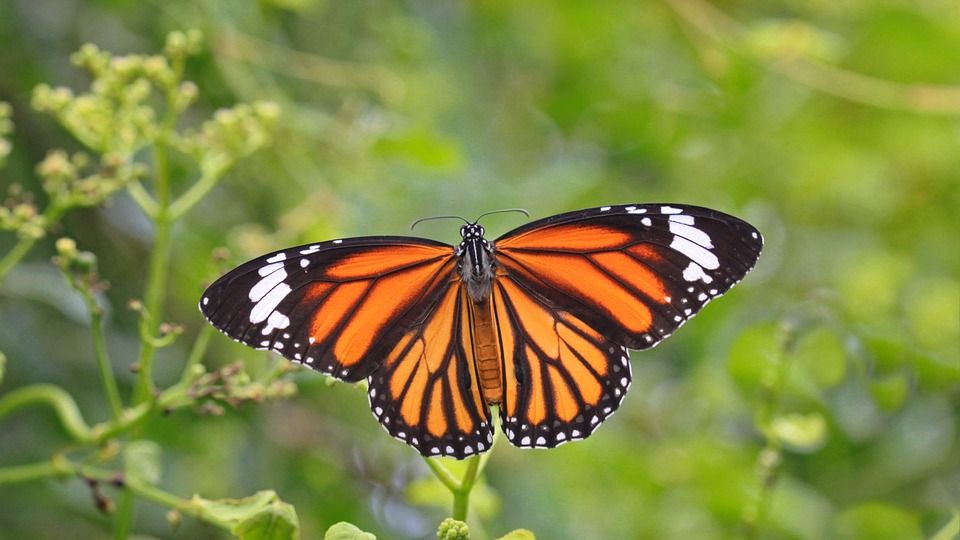 Inicia temporada de visita a los santuarios de la mariposa Monarca