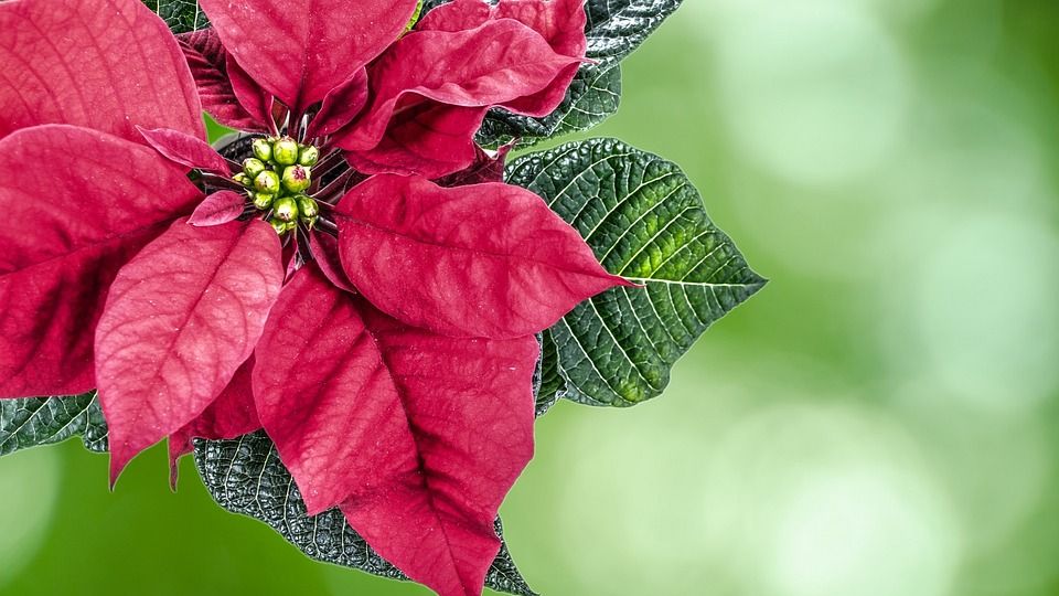 8 de Diciembre, Día Nacional de la Flor de Nochebuena