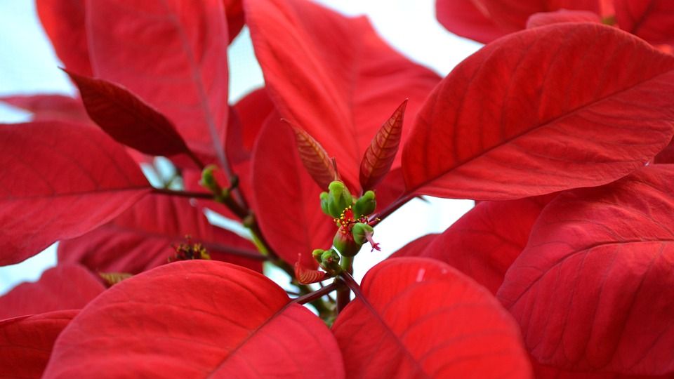 8 de Diciembre, Día Nacional de la Flor de Nochebuena