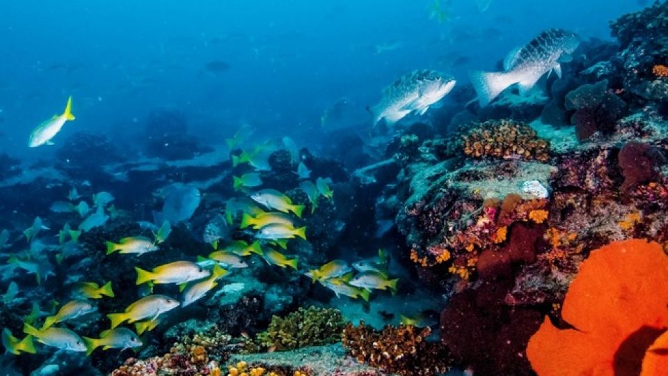 Ingresan tres Áreas Naturales Protegidas Mexicanas a la Lista Verde de la Unión Internacional para la Conservación