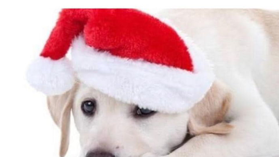 Recomiendan no regalar mascotas esta navidad