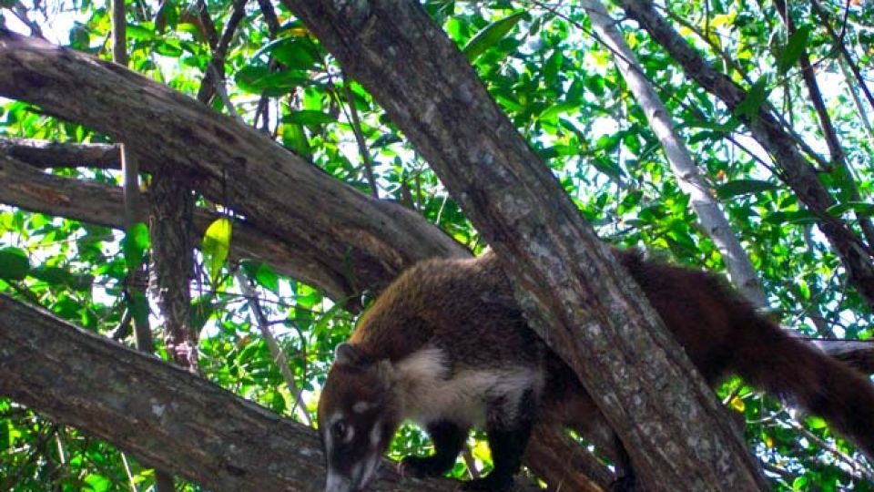 La Semarnat resguarda el Área Natural Protegida del Parque Nacional Tulum