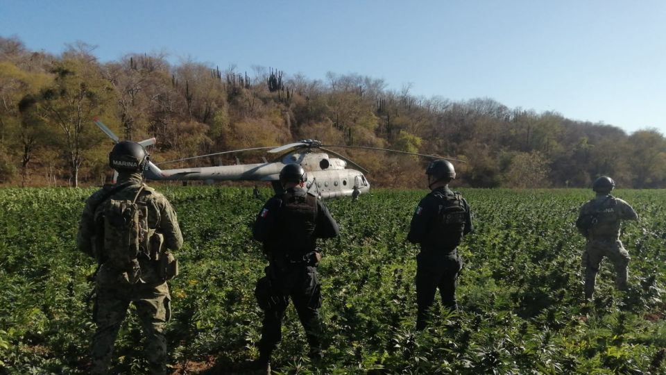 Marina y Policía Estatal ubican y destruyen cuatro plantíos; dos de amapola y dos de mariguana