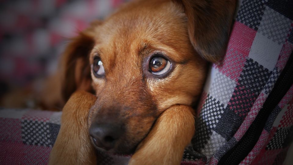 Lee las recomendaciones que hace la Profeco si piensas viajar en avión con tu mascota