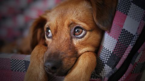 Lee las recomendaciones que hace la Profeco si piensas viajar en avión con tu mascota