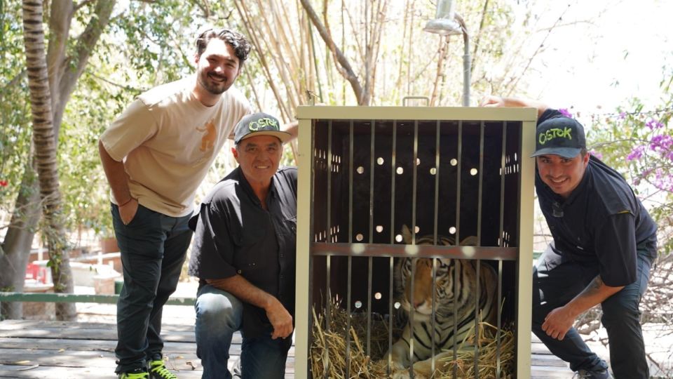 Trasladan tigres de Culiacán a la India para ayudar a evitar su extinción en su país de origen