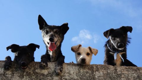 Promueven campañas de esterilización para perros en situación de calle