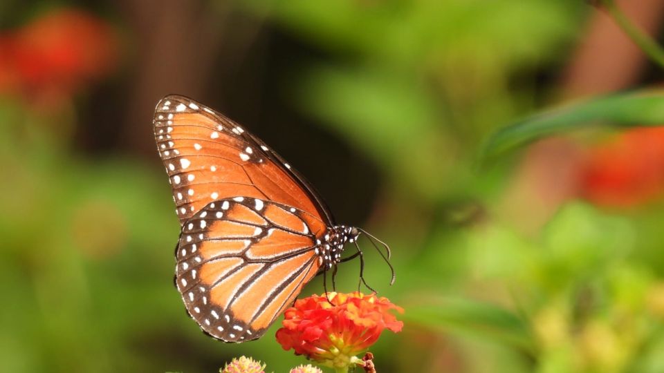 Jardín Botánico te invita a aprender sobre las plantas con flores en el taller "Jardín de polinizadores"