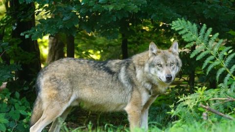 Quieren incluir a especies como lobos, cocodrilos, hongos y nutrias marinas en Ley General de Vida Silvestre