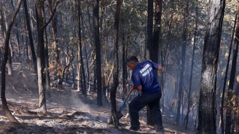 Es necesario evitar los ecocidios que se están llevando acabo por descuidos en los bosques de Sinaloa