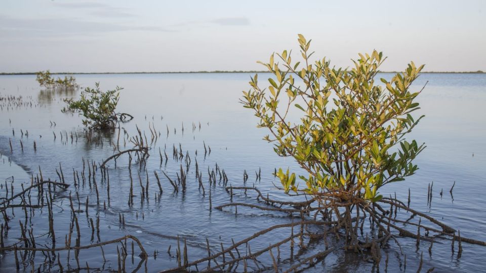 Llaman a la acción para hacer frente a la crisis climática