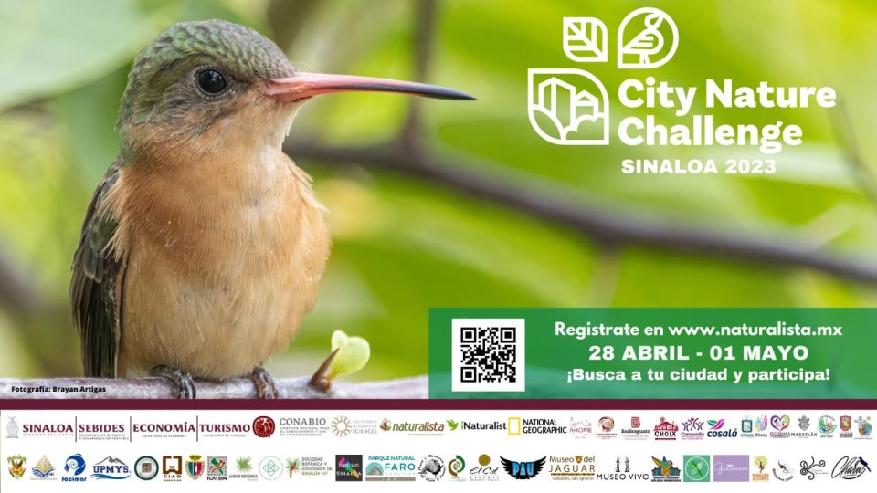 Invitan a participar en el Reto Naturalista Urbano 2023