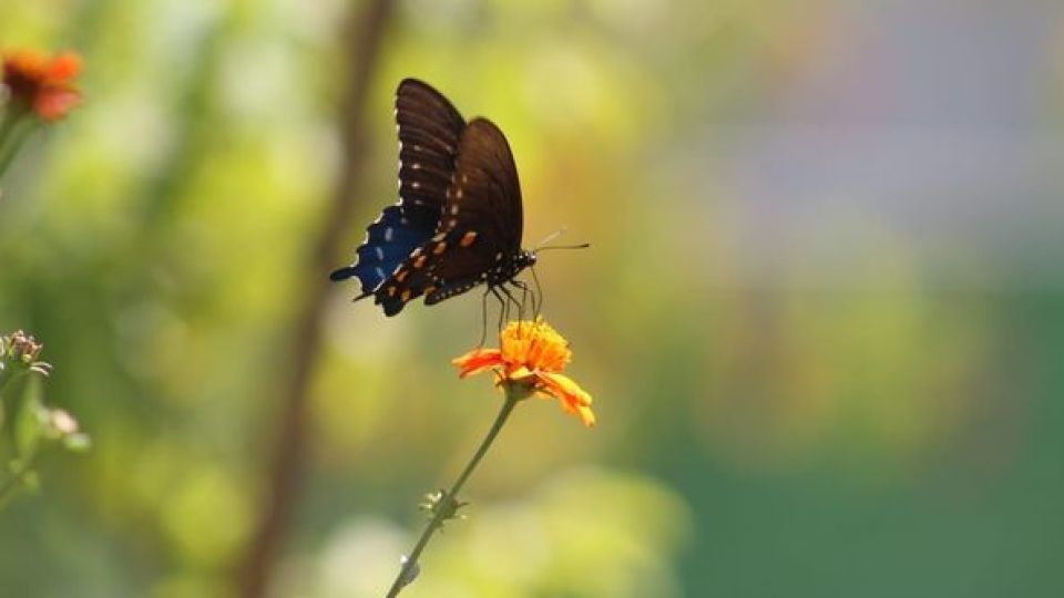 Conoce las cinco plantas de Jardín Botánico Culiacán que son las favoritas de los polinizadores