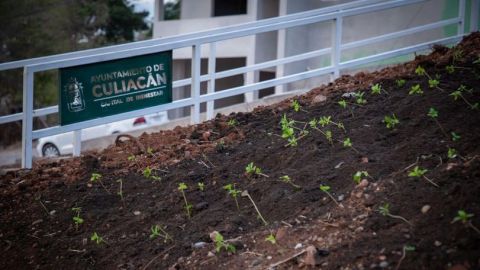 Avanzan trabajos de acondicionamiento en talud de Obregón sur