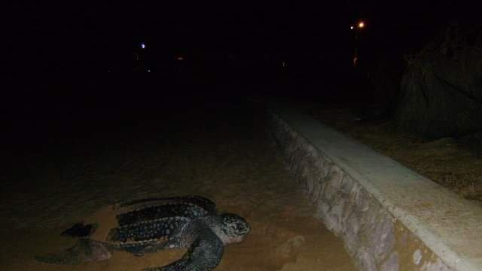 Mazatlán recibió la visita de  una Tortuga Laúd después de 14 años