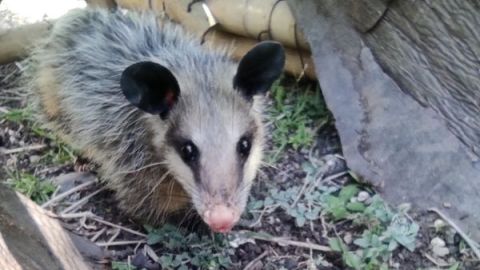 Conoce la importancia del tlacuache para la biodiversidad ¡No los lastimes!