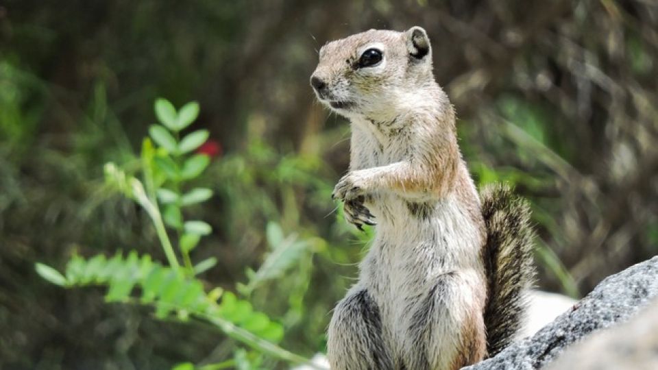 Actualiza SEMARNAT Visor de Fauna en Áreas Naturales Protegidas