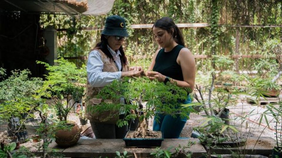 Ya puedes aprender el arte Bonsái en el Jardín Botánico de Culiacán