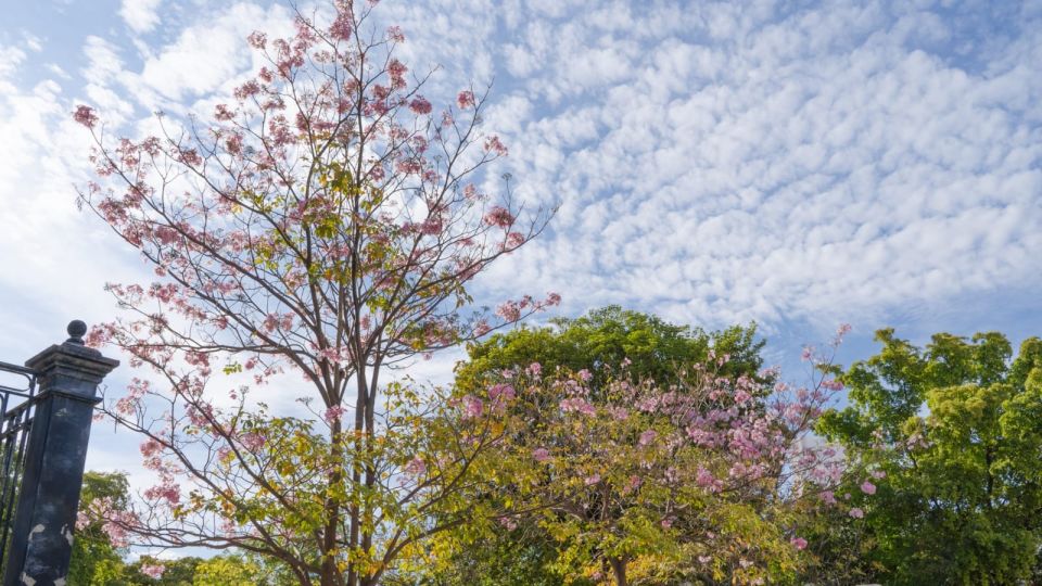 Recomiendan tener plantas nativas para disminuir el calor y aprovechar el agua