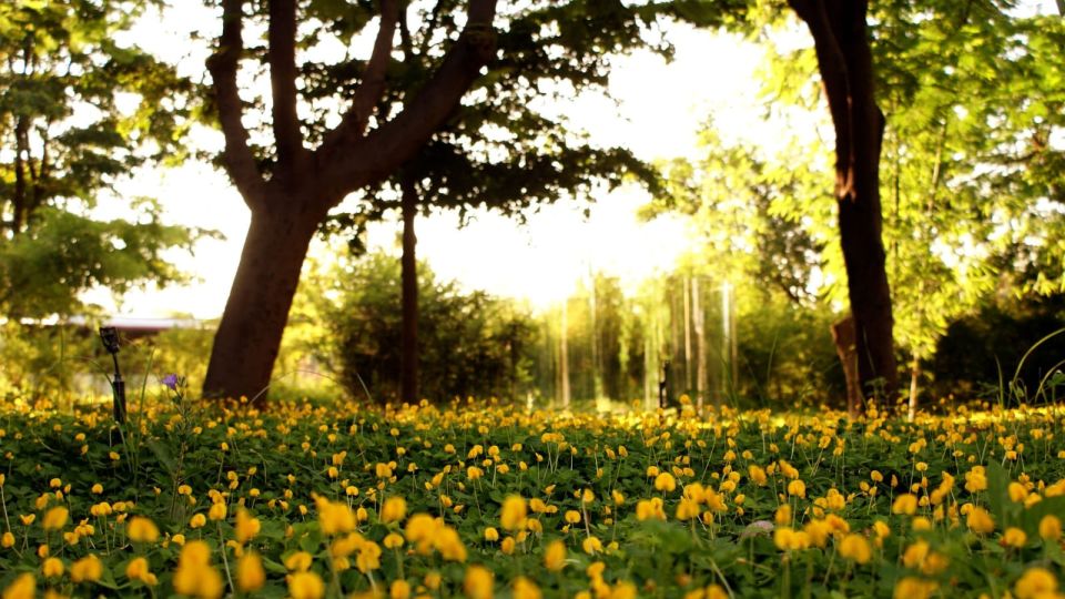 Reduce el estrés y mejora tu salud al disfrutar del Jardín Botánico y otras áreas verdes