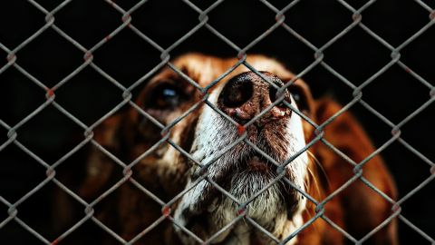 Proponen declarar el 4 de abril como el Día Nacional Contra el Maltrato Animal