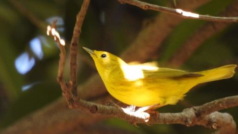 Jardín Botánico Culiacán es santuario urbano para aves y mariposas