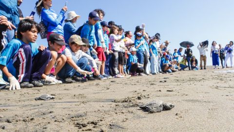 Niños adoptan nido de tortuga para evitar la extinción de la especie