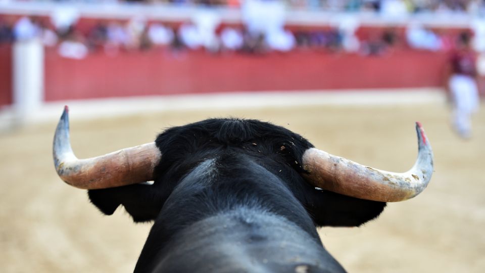 Buscan prohibir la entrada de menores a peleas de gallos y corridas de toros