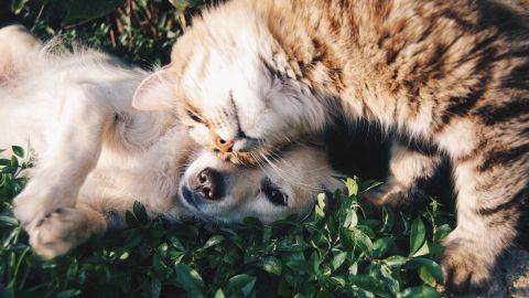 Proponen que los gastos por servicios veterinarios sean deducibles