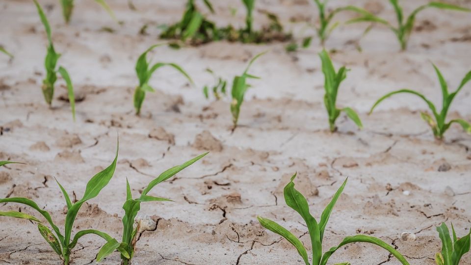 Exhortó el Senado de la República a reforzar acciones para mitigar la sequía en Sinaloa