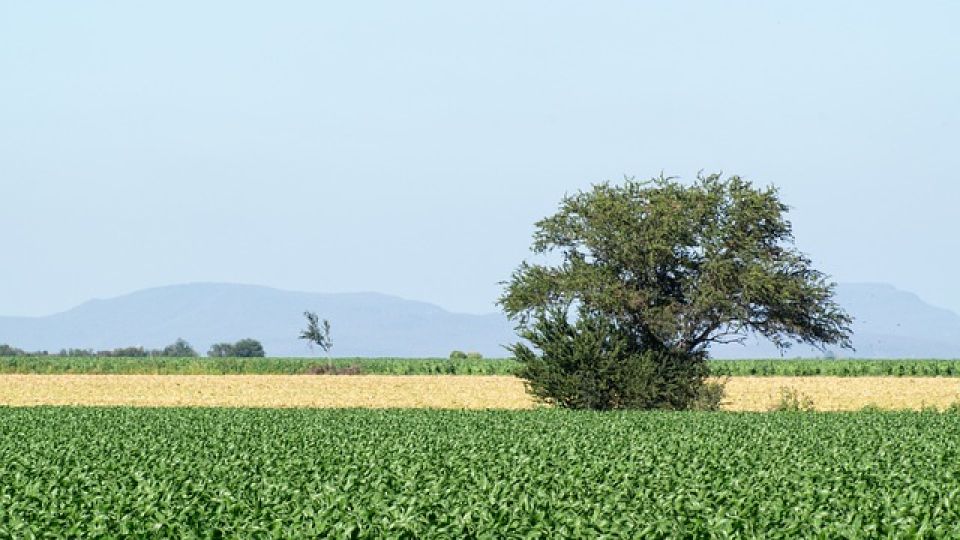 El plan de siembra de Sinaloa es de 670 mil hectáreas, considerando el consumo humano de agua