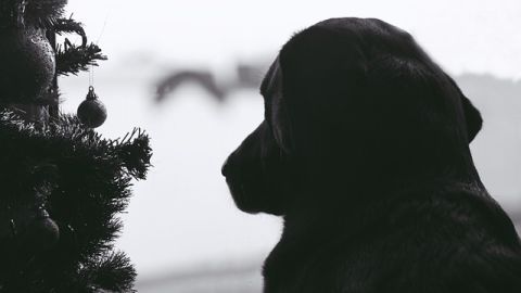 Aconsejan revisar posibles afectaciones por el uso de pirotecnia en mascotas, sobre todo en los perros