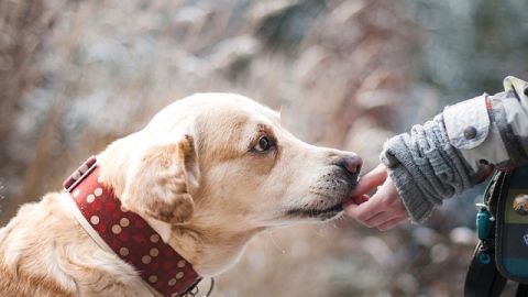 Proponen en el Senado incorporar al Código Penal delitos por maltrato y crueldad animal