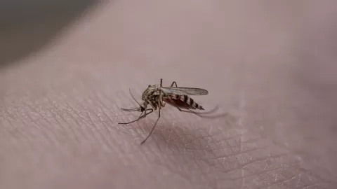 Se presentan un total de 4 mil 193 casos confirmados de dengue en Sinaloa