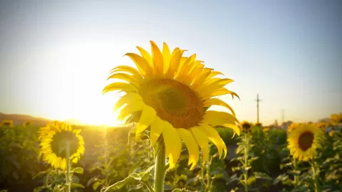 Abren campo de girasoles en el Pueblo Mágico de Mocorito