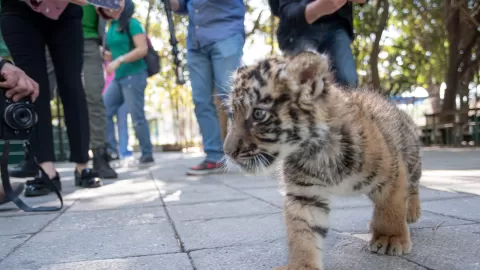 Presenta Zoológico de Culiacán a su nuevo integrante: tigre de bengala