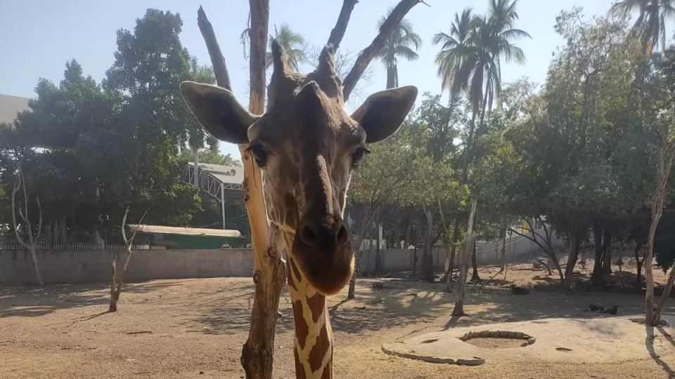 Habrá informe oficial sobre lo sucedido con la jirafa del Zoológico de Culiacán