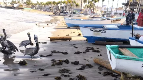 El sargazo en playa de Mazatlán no implica riesgo para bañistas ni especies marinas: Operadora de Playas