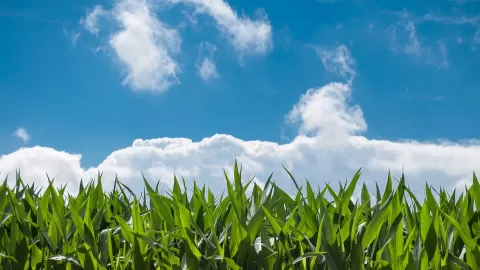 Programa de Fertilizantes Gratuitos ya es un derecho constitucional de los campesinos