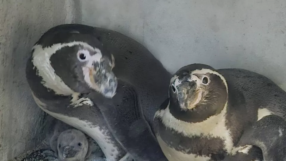 Acuario logra la reproducción del primer pingüino en Mazatlán