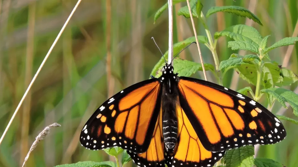 Se reforestarán 100 mil árboles en la Reserva de la Biosfera Mariposa Monarca