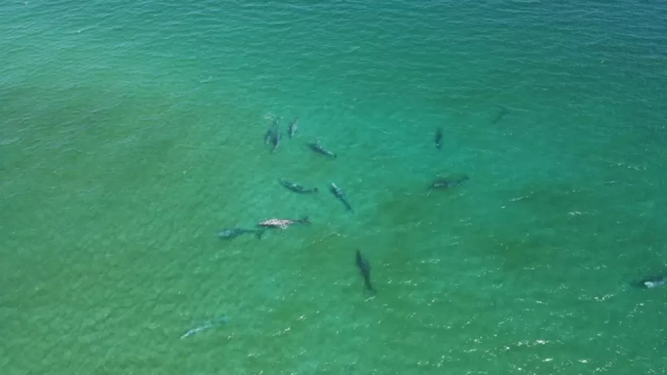 Reportan la presencia de 50 ejemplares de ballena gris en Cabo Pulmo BCS