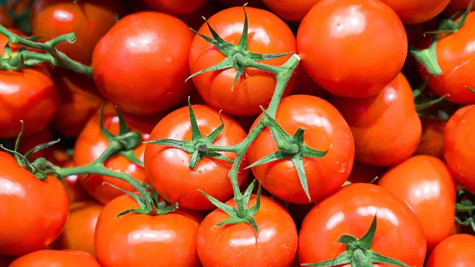 Te compartimos como elegir los tomates más frescos y de calidad