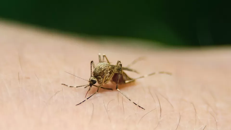 Secretaría de Salud intensifica acciones para contener el dengue en el país