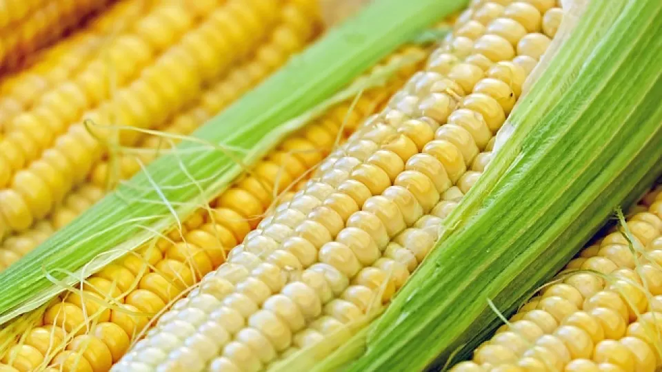 Continúa avance en el pago de los 750 pesos por tonelada a productores de maíz