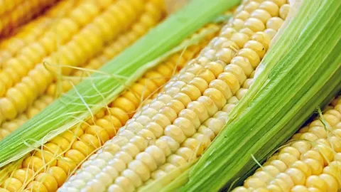 Continúa avance en el pago de los 750 pesos por tonelada a productores de maíz