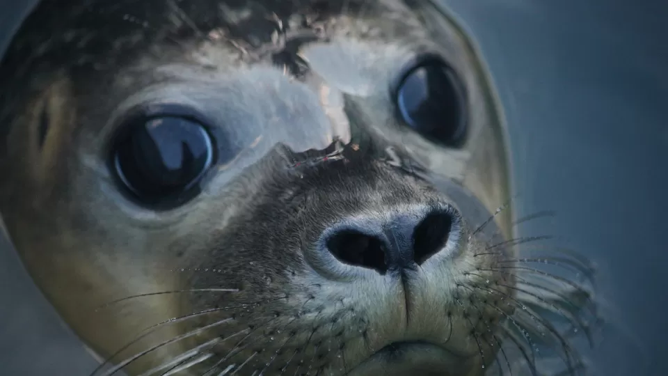 Avala el Senado proyecto de reforma para prohibir el uso de mamíferos marinos en espectáculos
