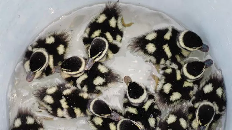 Visitan Pichihuilas el Jardín Botánico de Culiacán, como sitio de alimentación y reproducción