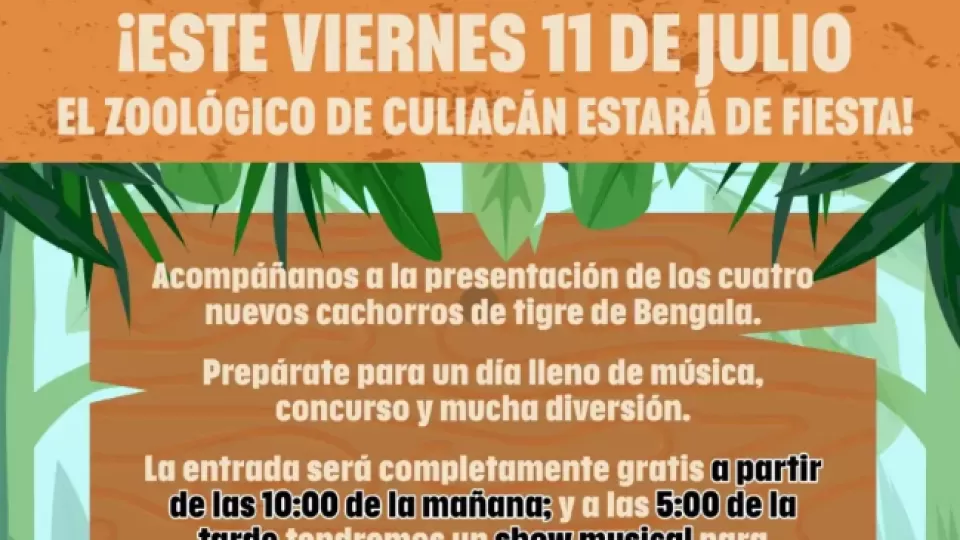 El Zoológico de Culiacán te invita a conocer a sus 4 cachorros de tigre de bengala